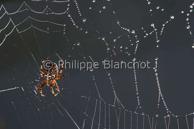 Araneidae_1468.JPG - France, Araneae, Araneidae, Epeire diadème, Araignée des jardins, Araignée porte-croix (Araneus diadematus) sur sa toile avec de multiples perles de rosée, European garden spider on its web with dewdrops