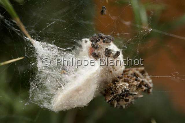 Araneidae_1476.JPG - Portugal, Alentejo, Arraiolos, Araneae, Araneidae, Araignée, Cyrtophore citricole (Cyrtophora citricola), femelle protégeant son cocon, Tent-Web Spider
