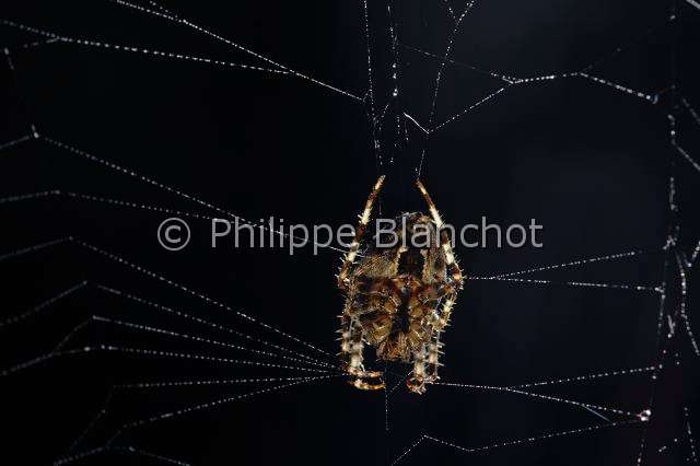 Araneidae_1494-2.JPG - France, Araneae, Araneidae, Epeire diadème, Araignée des jardins, Araignée porte-croix (Araneus diadematus) sur sa toile, face ventrale, European garden spider (Araneus diadematus) on its web, ventral side