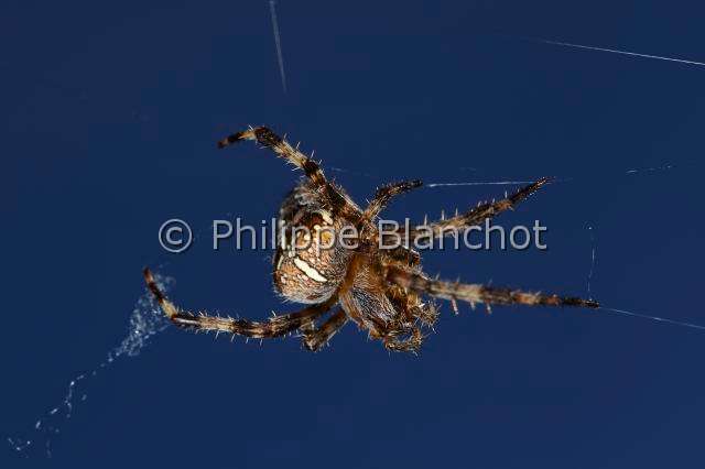 Araneidae_1510.JPG - France, Araneae, Araneidae, Epeire diadème, Araignée des jardins, Araignée porte-croix (Araneus diadematus), European garden spider (Araneus diadematus)
