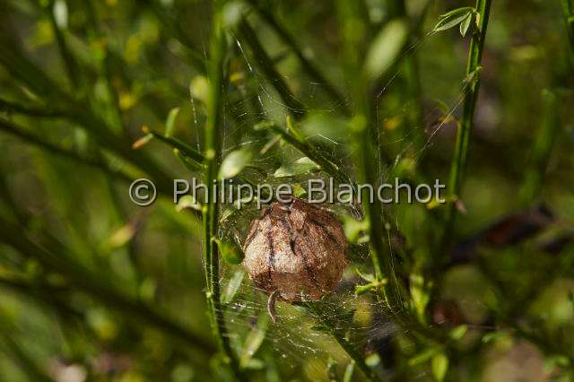 Araneidae_1521.JPG - France, Araneae, Araneidae, Araignée, Argiope frelon ou Epeire fasciée (Argiope bruennichi), cocon, Wasp spider