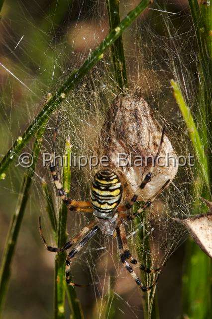 Araneidae_1538.JPG - France, Araneae, Araneidae, Araignée, Argiope frelon ou Epeire fasciée (Argiope bruennichi), femelle près de son cocon, Wasp spider