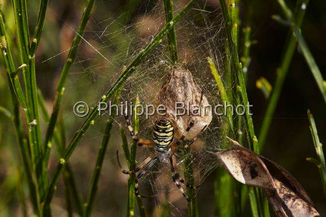 Araneidae_1539.JPG - France, Araneae, Araneidae, Araignée, Argiope frelon ou Epeire fasciée (Argiope bruennichi), femelle près de son cocon, Wasp spider