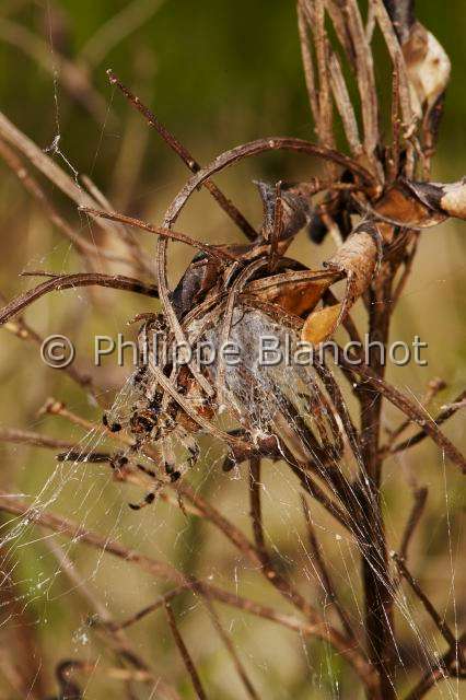Araneidae_1540.JPG - France, Araneae, Araneidae, Araignée, Epeire carrée ou Epeire à quatre points (Araneus quadratus), dans sa retraite soyeuse en forme d'entonnoir, Four-spot orb-weaver