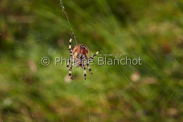 Araneidae_1541.JPG - France, Araneae, Araneidae, Araignée, Epeire carrée ou Epeire à quatre points (Araneus quadratus) sur sa toile, Four-spot orb-weaver