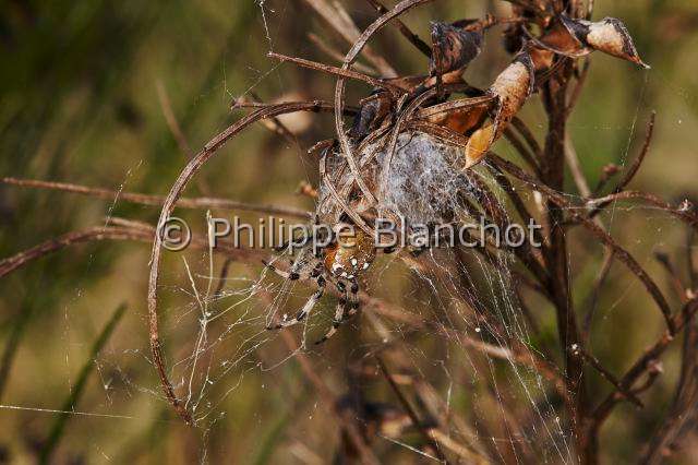 Araneidae_1544.JPG - France, Araneae, Araneidae, Araignée, Epeire carrée ou Epeire à quatre points (Araneus quadratus), dans sa retraite soyeuse en forme d'entonnoir, Four-spot orb-weaver