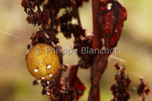 Araneidae_1572.JPG - France, Araneae, Araneidae, Araignée, Epeire carrée ou Epeire à quatre points (Araneus quadratus), gros plan de l'abdomen, portrait, Four-spot orb-weaver