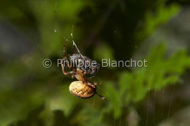 Araneidae_1573.JPG - France, Araneae, Araneidae, Epeire diadème, Araignée des jardins, Araignée porte-croix (Araneus diadematus), emmaillotant sa proie, une mouche, European garden spider swaddling its prey, a fly