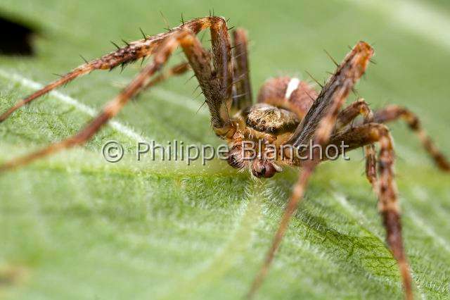 Araneidae_1815.JPG - France, Araneae, Araneidae, Epeire diadème, Araignée des jardins ou Araignée porte-croix (Araneus diadematus), mâle, European garden spider