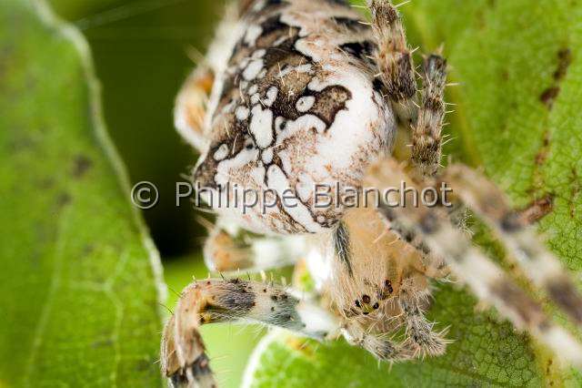 Araneidae_1894.JPG - France, Araneae, Araneidae, Epeire diadème, Araignée des jardins, Araignée porte-croix (Araneus diadematus), portrait femelle, European garden spider