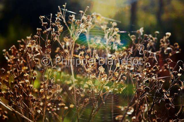 Araneidae_1926.JPG - France, Morbihan (56), Araneae, Araneidae, Epeire diadème, Araignée des jardins ou Araignée porte-croix (Araneus diadematus) sur sa toile géométrique appelée aussi toile orbiculaire, European garden spider on its spiral orb web