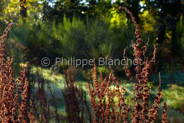 Araneidae_1939.JPG - France, Morbihan (56), Araneae, Araneidae, Epeire diadème, Araignée des jardins ou Araignée porte-croix (Araneus diadematus) sur sa toile géométrique appelée aussi toile orbiculaire, European garden spider on its spiral orb web