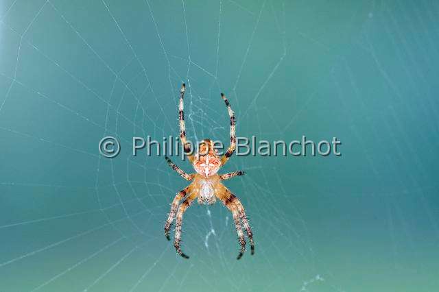 Araneidae_1953.JPG - France, Araneae, Araneidae, Epeire diadème, Araignée des jardins, Araignée porte-croix (Araneus diadematus), jeune femelle sur sa toile, European garden spider or Cross spider
