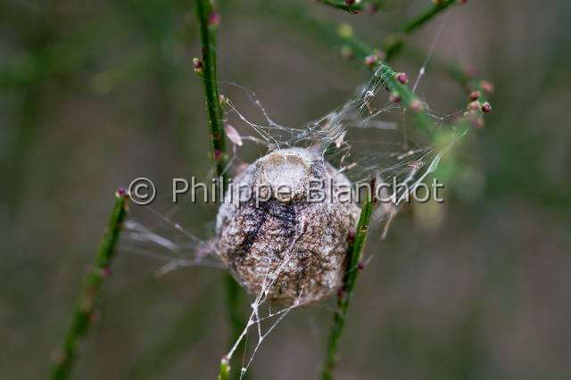 Araneidae_2460.JPG - France, Morbihan (56), Araneae, Araneidae, Araignée, Argiope frelon ou Epeire fasciée (Argiope bruennichi), cocon, Wasp spider