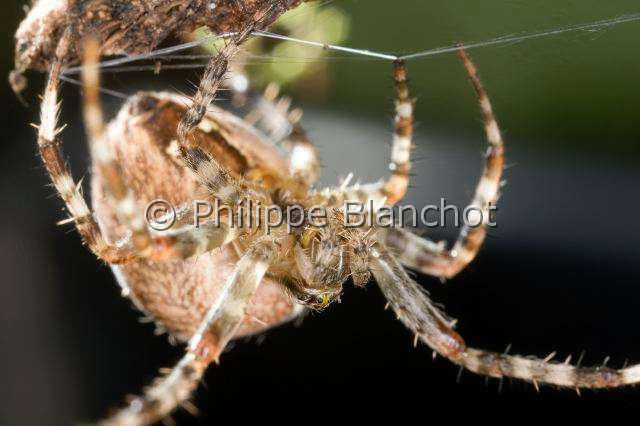 Araneidae_3058.JPG - France, Araneae, Araneidae, Epeire diadème, Araignée des jardins, Araignée porte-croix (Araneus diadematus), portrait femelle, European garden spider