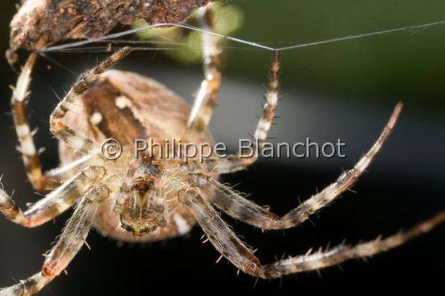 Araneidae_3059.JPG - France, Araneae, Araneidae, Epeire diadème, Araignée des jardins, Araignée porte-croix (Araneus diadematus), portrait femelle,  