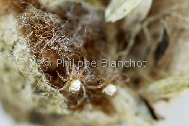 Araneidae_3075.JPG - France, Morbihan (56), Araneae, Araneidae, Araignée, Argiope frelon ou Epeire fasciée (Argiope bruennichi), bébés-araignées dans leur cocon, Orb-weaving spider, Argiope hornet or Banded Epeira, young spiders in their cocoon