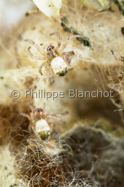 Araneidae_3081.JPG - France, Morbihan (56), Araneae, Araneidae, Araignée, Argiope frelon ou Epeire fasciée (Argiope bruennichi), bébés-araignées dans leur cocon, Orb-weaving spider, Argiope hornet or Banded Epeira, young spiders in their cocoon