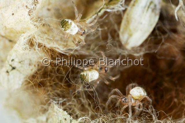 Araneidae_3089.JPG - France, Morbihan (56), Araneae, Araneidae, Araignée, Argiope frelon ou Epeire fasciée (Argiope bruennichi), bébés-araignées dans leur cocon, Orb-weaving spider, Argiope hornet or Banded Epeira, young spiders in their cocoon