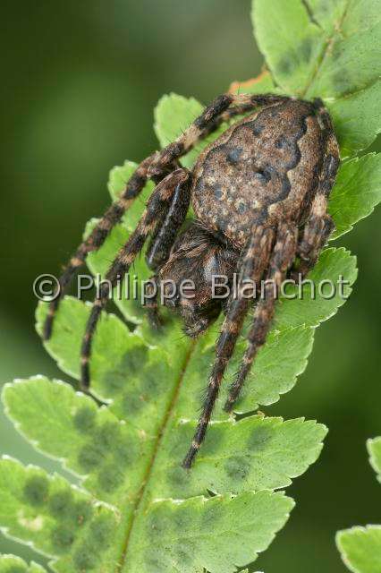 Araneidae_3782.JPG - France, Araneae, Araneidae, Araignée, Épeire des fissures ou Épeire nocturne (Nuctenea umbratica), Walnut orb-weaver