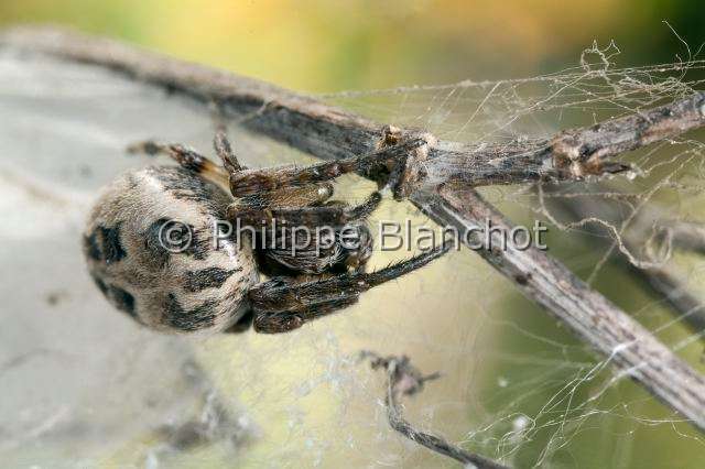 Araneidae_4401.JPG - France, Araneae, Araneidae, Epeire des roseaux (Larinioides cornutus), femelle, Furrow Orb-weaver