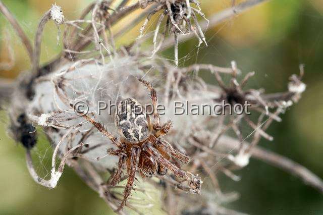 Araneidae_4408.JPG - France, Ain (01), Araneae, Araneidae,  (Larinioides sclopetarius)/France, Ain, Araneae, Araneidae, (Larinioides sclopetarius)