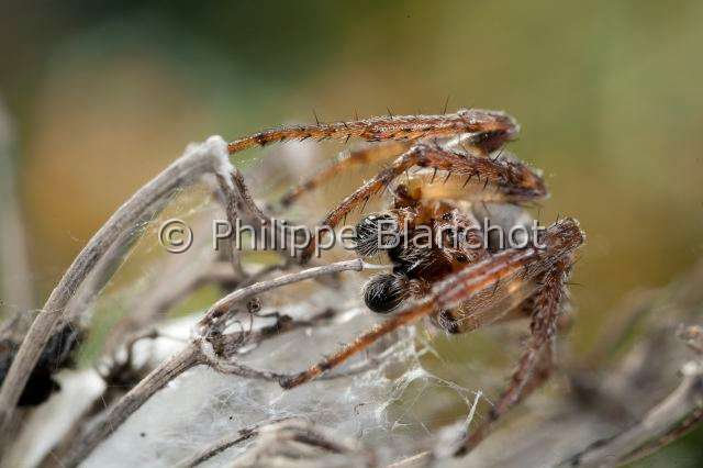 Araneidae_4418.JPG - France, Araneae, Araneidae,  (Larinioides sclopetarius), mâle, Furrow Orb-weaver