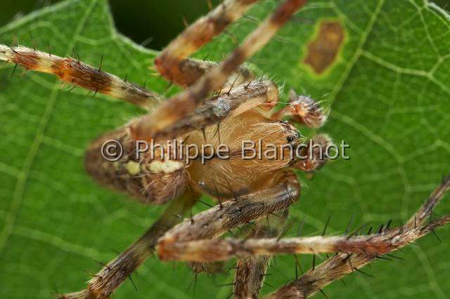 Araneidae_4457.JPG - France, Araneae, Araneidae, Epeire diadème, Araignée des jardins ou Araignée porte-croix (Araneus diadematus), mâle, European garden spider