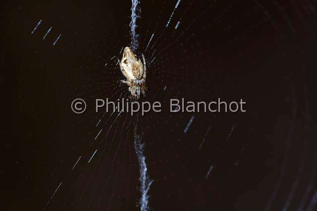 Araneidae_4470.JPG - France, Pyrénées-Atlantiques (64), Araneae, Araneidae, Araignée, cyclose conique (Cyclosa conica), sur sa toile dotée d'un stabilimentum, Orbweaver Spider on its web with stabilimenta