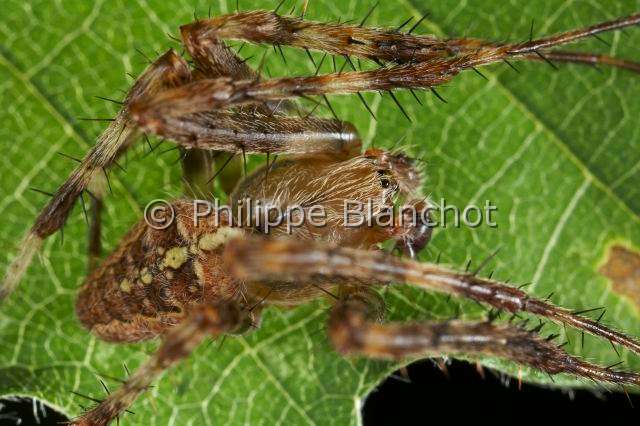 Araneidae_4481.JPG - France, Araneae, Araneidae, Epeire diadème, Araignée des jardins ou Araignée porte-croix (Araneus diadematus), mâle, European garden spider