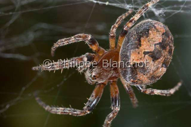 Araneidae_4546.JPG - France, Araneae, Araneidae, Epeire des roseaux (Larinioides cornutus), femelle, Furrow Orb-weaver