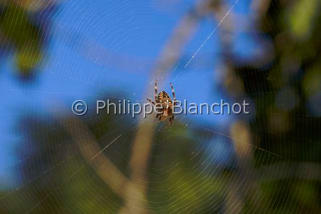 Araneidae_4560.JPG - France, Morbihan (56), Araneae, Araneidae, Epeire diadème, Araignée des jardins, Araignée porte-croix (Araneus diadematus) sur sa toile, European garden spider on its web,