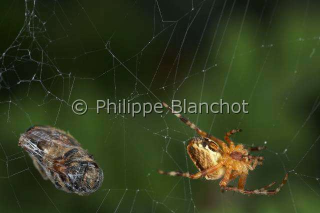 Araneidae_4576.JPG - France, Araneae, Araneidae, Epeire diadème, Araignée des jardins, Araignée porte-croix (Araneus diadematus), mâle et sa proie, une abeille, European garden spider (Araneus diadematus), male and its prey, a bee