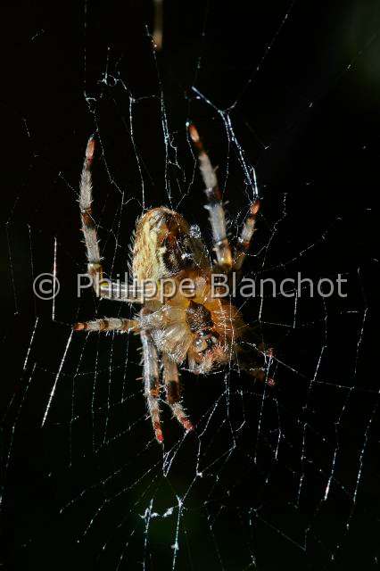 Araneidae_4578.JPG - France, Morbihan (56), Araneae, Araneidae, Epeire diadème, Araignée des jardins, Araignée porte-croix (Araneus diadematus) sur sa toile, face dorsale, European garden spider on its web, dorsal side