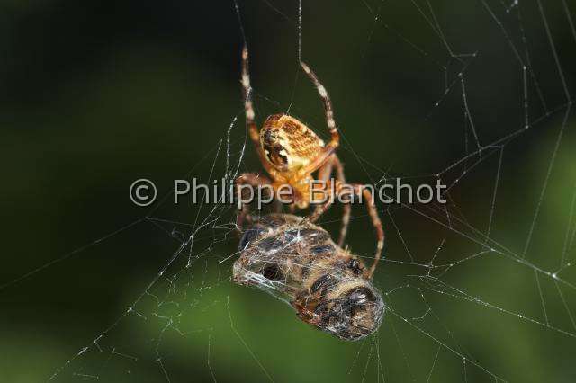 Araneidae_4580.JPG - France, Araneae, Araneidae, Epeire diadème, Araignée des jardins, Araignée porte-croix (Araneus diadematus), mâle et sa proie, une abeille, European garden spider (Araneus diadematus), male and its prey, a bee