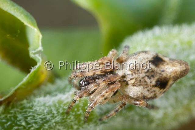 Araneidae_4618.JPG - France, Araneae, Araneidae, Araignéee (Cyclosa conica), orb weaver