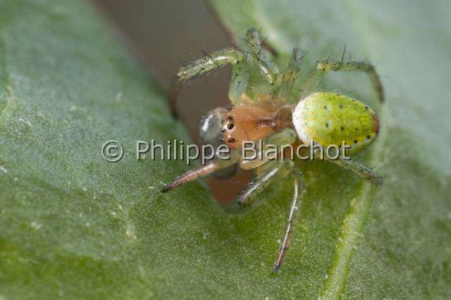 Araneidae_4631.JPG - France, Araneae, Araneidae, Araignée courge ou Epeire concombre (Araniella cucurbitina), mâle, Cucumber spider
