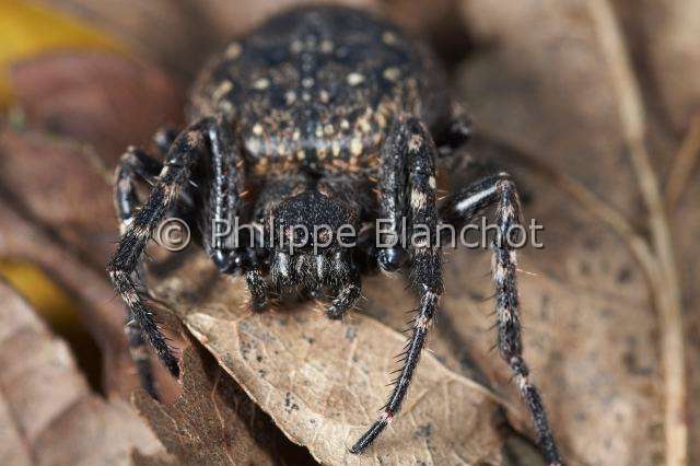 Araneidae_4766.JPG - France, Araneae, Araneidae, Araignée, Épeire des fissures ou Épeire nocturne (Nuctenea umbratica), Walnut orb-weaver