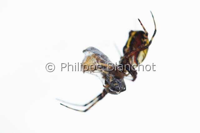 Araneidae_4776.JPG - France, Araneae, Araneidae, Araignée, Argiope frelon ou Epeire fasciée (Argiope bruennichi) avec sa proie, une guêpe, Wasp spider