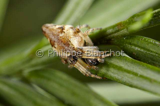 Araneidae_4855.JPG - France, Pyrénées-Atlantiques (64), Araneae, Araneidae, Araignée, cyclose conique (Cyclosa conica), gros plan d'une femelle, Orbweaver Spider, female in close up