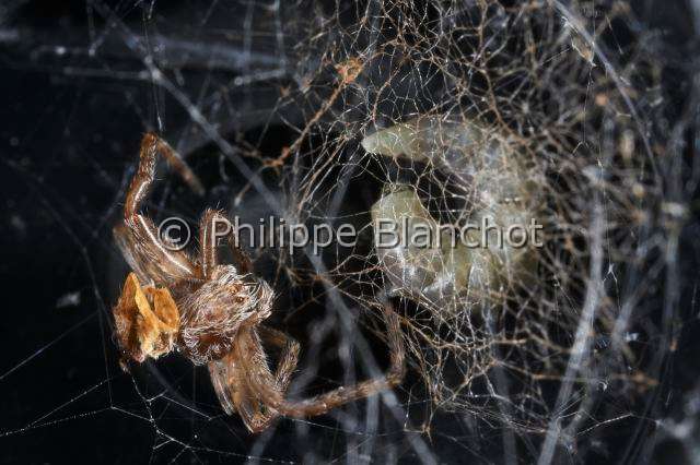 Araneidae_4861.JPG - France, Araneae, Araneidae, Epeire diadème, Araignée des jardins ou Araignée porte-croix (Araneus diadematus), Larve d'Ichneumonide (Hymenoptera), parasitoïde d'araignée, European garden spider or Cross spider (Araneus diadematus), Larva of Ichneumonid (Hymenoptera), parasitoid of spider