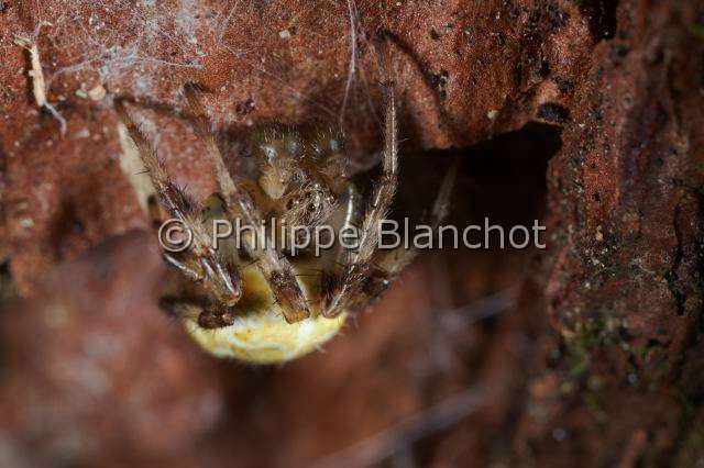 Araneidae_4880.JPG - France, Araneae, Araneidae, Epeire marbrée (Araneus marmoreus), Marbled orb-weaver