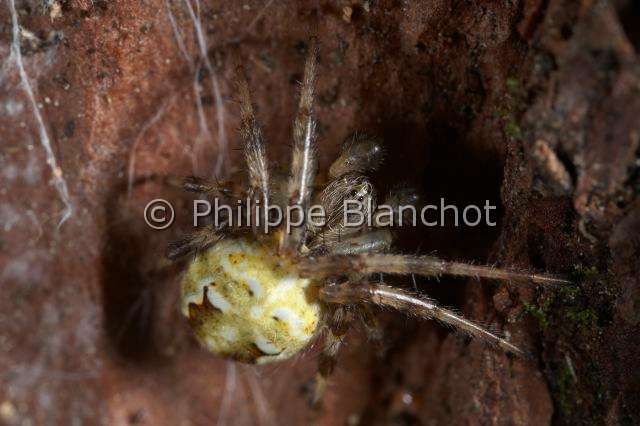 Araneidae_4883.JPG - France, Araneae, Araneidae, Epeire marbrée (Araneus marmoreus), Marbled orb-weaver