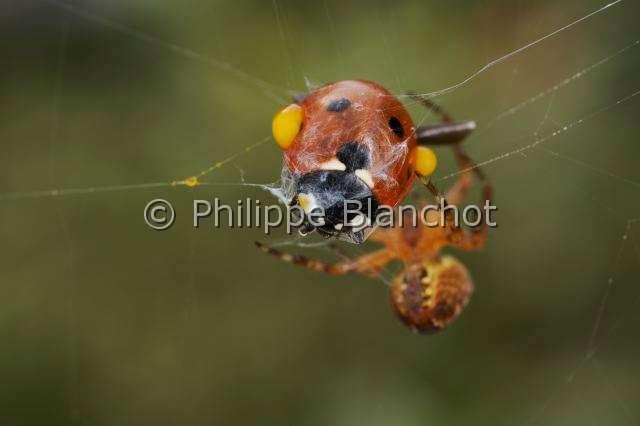 Araneidae_4887.JPG - France, Araneae, Araneidae, Epeire diadème, Araignée des jardins, Araignée porte-croix (Araneus diadematus), Saignée réflexe (autohémorrhée) d'une coccinelle prise dans une toile, European garden spider, Reflex bleeding (autohaemorrhaging) of a ladybug caught in a web