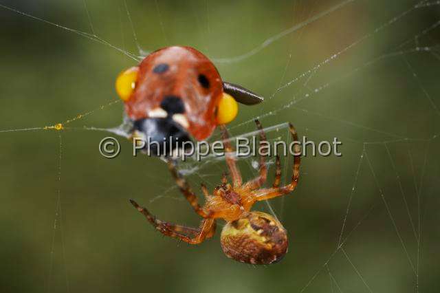 Araneidae_4889.JPG - France, Araneae, Araneidae, Epeire diadème, Araignée des jardins, Araignée porte-croix (Araneus diadematus), Saignée réflexe (autohémorrhée) d'une coccinelle prise dans une toile, European garden spider, Reflex bleeding (autohaemorrhaging) of a ladybug caught in a web