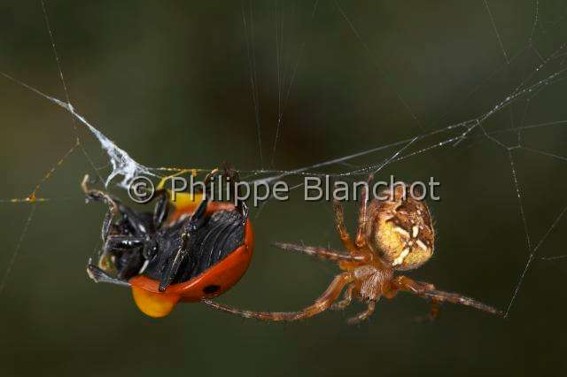 Araneidae_4894.JPG - France, Araneae, Araneidae, Epeire diadème, Araignée des jardins, Araignée porte-croix (Araneus diadematus), Saignée réflexe (autohémorrhée) d'une coccinelle prise dans une toile, European garden spider, Reflex bleeding (autohaemorrhaging) of a ladybug caught in a web