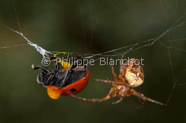 Araneidae_4895.JPG - France, Araneae, Araneidae, Epeire diadème, Araignée des jardins, Araignée porte-croix (Araneus diadematus), Saignée réflexe (autohémorrhée) d'une coccinelle prise dans une toile, European garden spider, Reflex bleeding (autohaemorrhaging) of a ladybug caught in a web