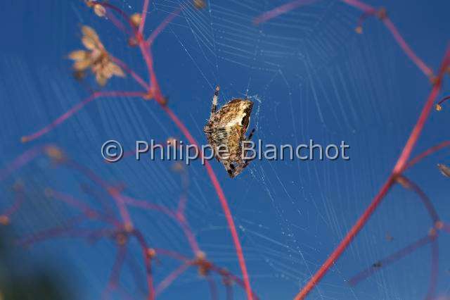 Araneidae_4932.JPG - France, Araneae, Araneidae, Epeire diadème, Araignée des jardins, Araignée porte-croix (Araneus diadematus), sur sa toile, European garden spider or Cross spider
