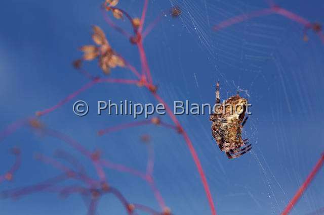 Araneidae_4934.JPG - France, Araneae, Araneidae, Epeire diadème, Araignée des jardins, Araignée porte-croix (Araneus diadematus), sur sa toile, European garden spider or Cross spider