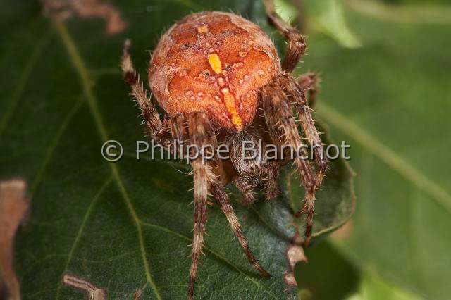 Araneidae_5058.JPG - France, Araneae, Araneidae, Epeire diadème, Araignée des jardins, Araignée porte-croix (Araneus diadematus), femelle, European garden spider